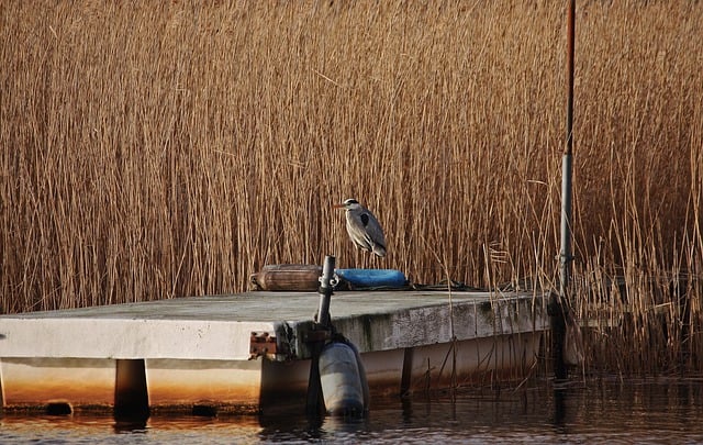 Free download gray heron heron bridge water reed free picture to be edited with GIMP free online image editor
