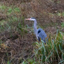 Gray heron in the grass  screen for extension Chrome web store in OffiDocs Chromium