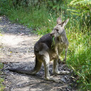 Gray kangaroo  screen for extension Chrome web store in OffiDocs Chromium