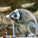 Gray Lemur  screen for extension Chrome web store in OffiDocs Chromium
