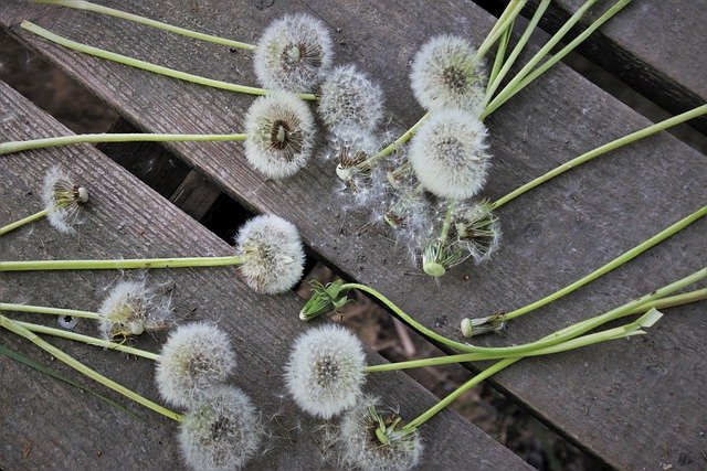 Free download gray nuns pattern dandelions free picture to be edited with GIMP free online image editor