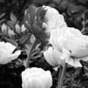 Grayscale Photography of Chinese Peonies  screen for extension Chrome web store in OffiDocs Chromium
