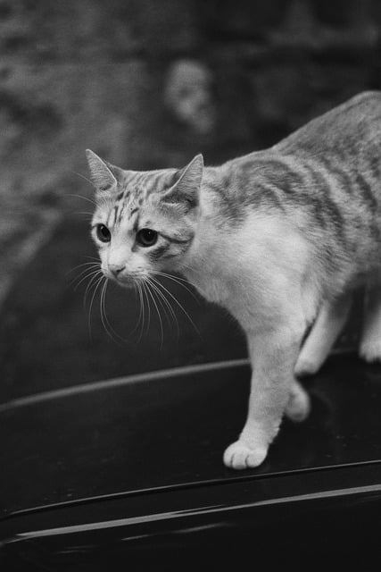 Free download grayscale tabby cat pet cute free picture to be edited with GIMP free online image editor