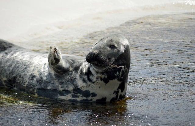 Free download gray seal seal predator animal free picture to be edited with GIMP free online image editor