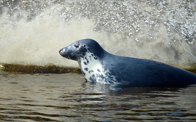 Free download gray seal water mammal sea animal free picture to be edited with GIMP free online image editor