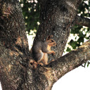 Gray squirrel climbing tree  screen for extension Chrome web store in OffiDocs Chromium