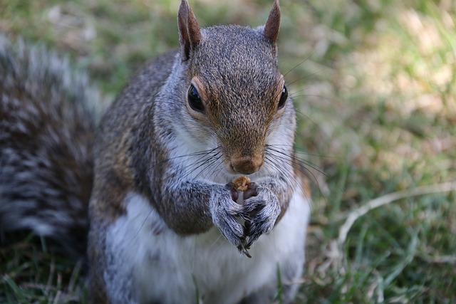 Free download gray squirrel rodent animal free picture to be edited with GIMP free online image editor