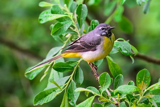 Free download gray wagtail bird wild bird free picture to be edited with GIMP free online image editor