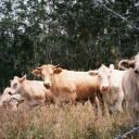 Gray white cows  screen for extension Chrome web store in OffiDocs Chromium