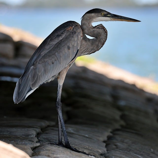 Free download great blue heron heron bird avian free picture to be edited with GIMP free online image editor