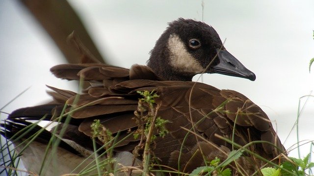 Gratis download Great Canadian Goose Young B - gratis foto of afbeelding om te bewerken met GIMP online afbeeldingseditor