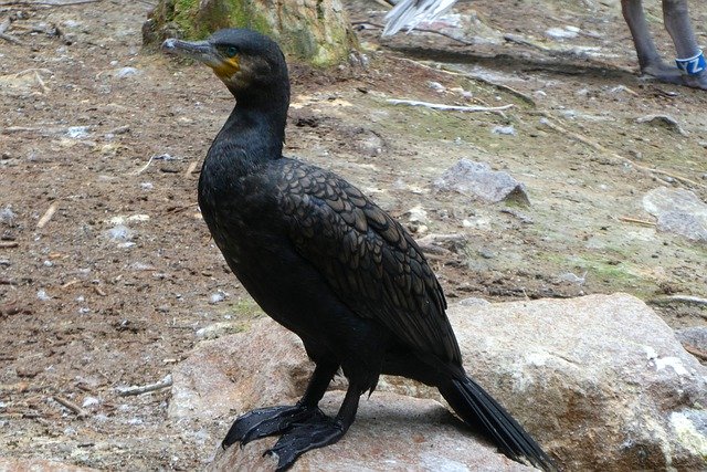 Gratis download Great Cormorant Bird Zoo - gratis gratis foto of afbeelding om te bewerken met GIMP online afbeeldingseditor