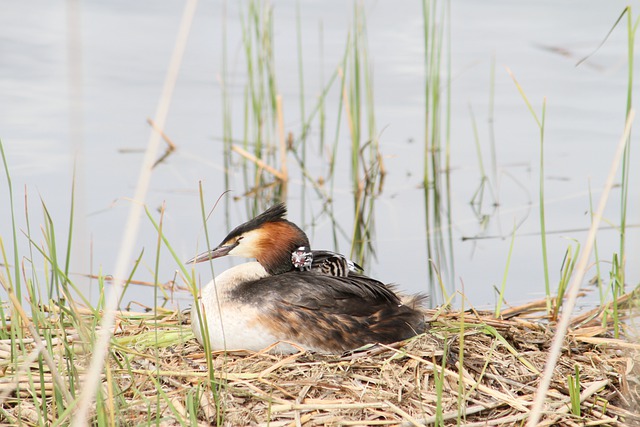 Free download great crested grebe free picture to be edited with GIMP free online image editor