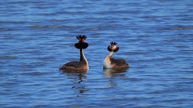 Free download great crested grebe birds waterfowls free picture to be edited with GIMP free online image editor
