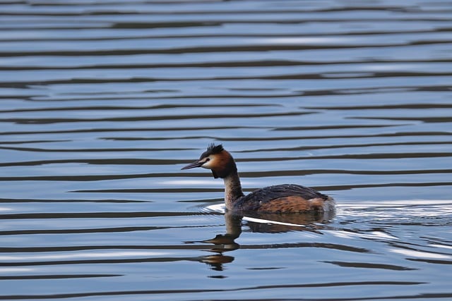 Free download great crested grebe bird water bird free picture to be edited with GIMP free online image editor