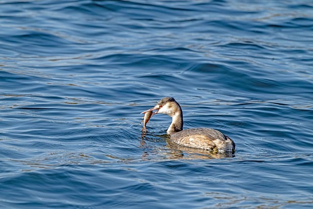 Free download great crested grebe nature bird free picture to be edited with GIMP free online image editor