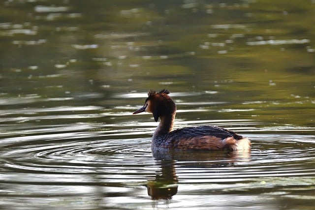 Free download great crested grebe water bird free picture to be edited with GIMP free online image editor