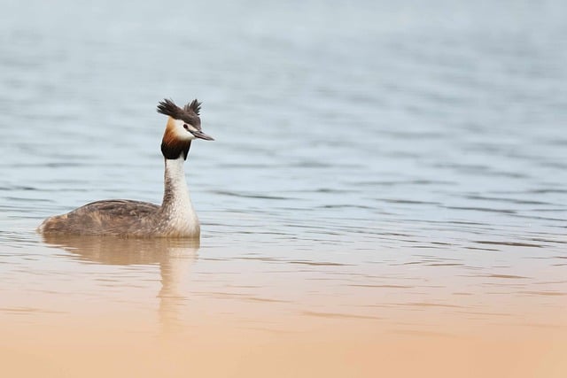 Free download great crested grebe water bird bird free picture to be edited with GIMP free online image editor