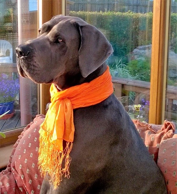 Free download Great Dane Blue Scarf -  free photo or picture to be edited with GIMP online image editor