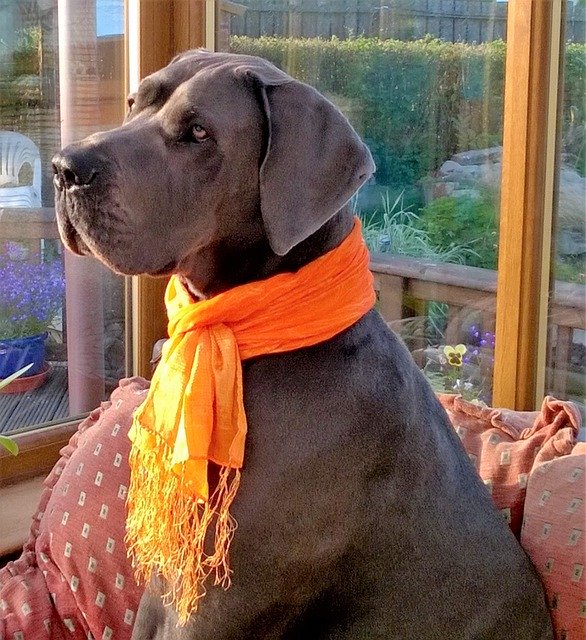 دانلود رایگان Great Dane Blue Scarf - عکس یا تصویر رایگان برای ویرایش با ویرایشگر تصویر آنلاین GIMP