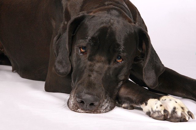 Free download Great Dane Dog Lying -  free photo or picture to be edited with GIMP online image editor