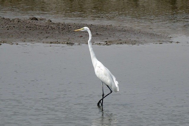 Free download Great Egret Ardea Alba Large -  free photo or picture to be edited with GIMP online image editor