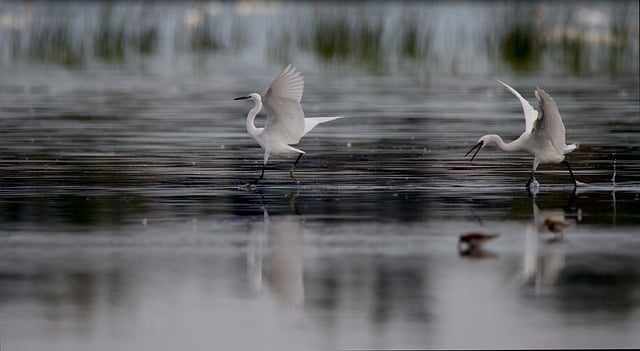 Free download great egret bird animal wildlife free picture to be edited with GIMP free online image editor