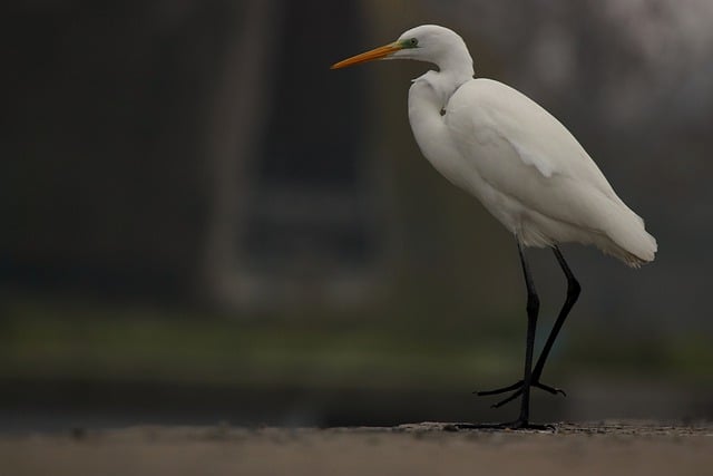 Descărcare gratuită egretă mare, pasăre natură, egretă gratuită, pentru a fi editată cu editorul de imagini online gratuit GIMP