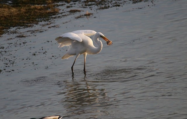הורדה חינם של אנפה גדולה bird wader lake תמונה חינם לעריכה עם עורך תמונות מקוון בחינם של GIMP