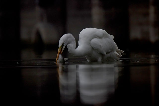 Free download great egret egret bird large egret free picture to be edited with GIMP free online image editor