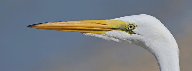 Free download great egret heron bird avian white free picture to be edited with GIMP free online image editor