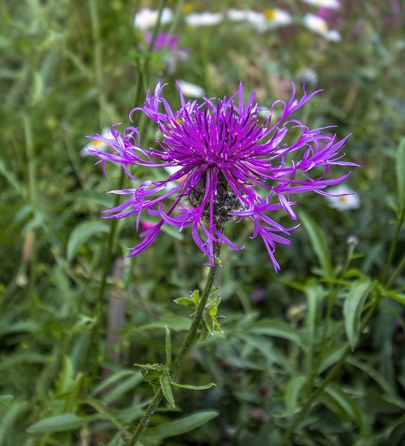 הורדה חינם Greater-Knapweed Wildflower Purple - תמונה או תמונה בחינם לעריכה עם עורך התמונות המקוון GIMP