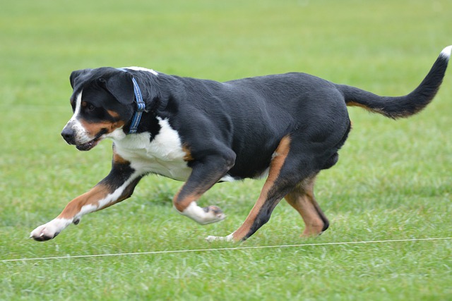 Free download greater swiss mountain dog dog run free picture to be edited with GIMP free online image editor
