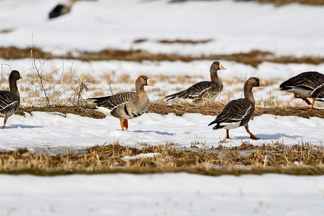 Free graphic greater white fronted geese winter to be edited by GIMP free image editor by OffiDocs