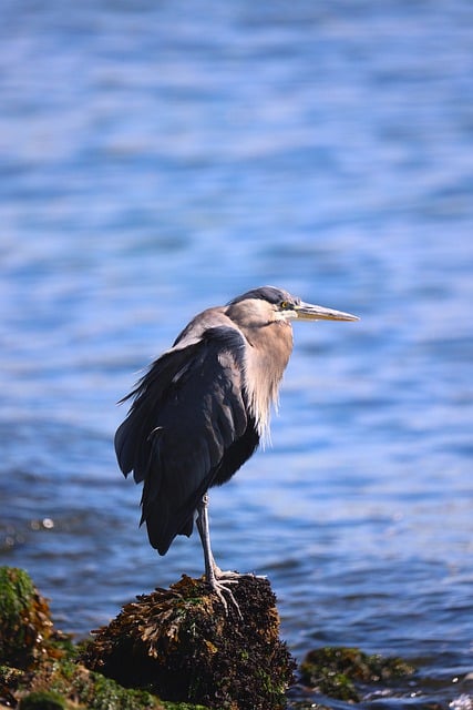 Free download great heron heron bird beak free picture to be edited with GIMP free online image editor