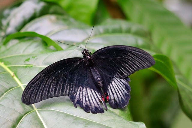 Bezpłatne pobieranie wielkiego mormońskiego motyla za darmo zdjęcie do edycji za pomocą bezpłatnego edytora obrazów online GIMP