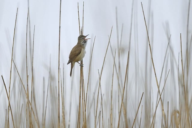 Free download great reed warbler singing reed fog free picture to be edited with GIMP free online image editor