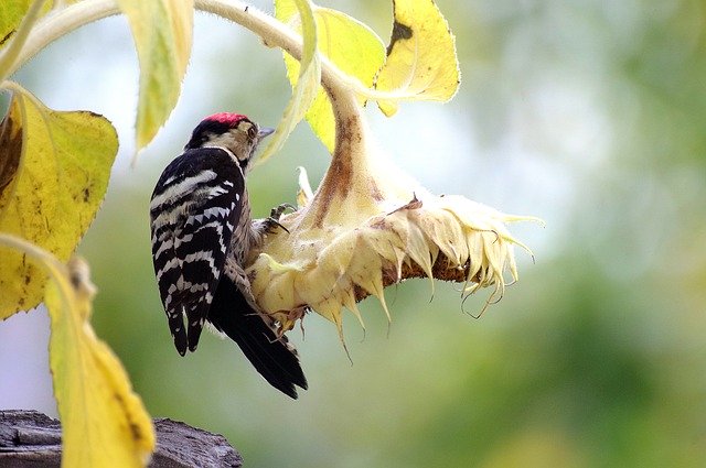 Free download Great Spotted Woodpecker -  free photo or picture to be edited with GIMP online image editor