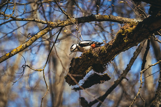 Free picture Great Spotted Woodpecker Bird -  to be edited by GIMP free image editor by OffiDocs