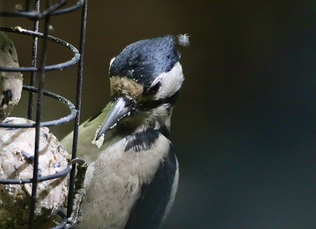 Free download great spotted woodpecker bird beak free picture to be edited with GIMP free online image editor