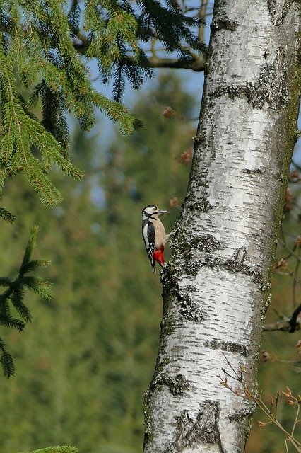 Free download Great Spotted Woodpecker Bird Tree -  free photo or picture to be edited with GIMP online image editor