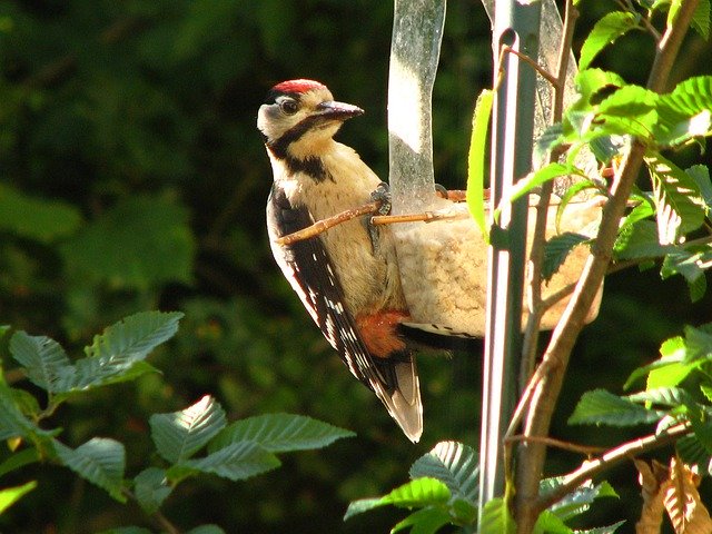 Descărcare gratuită Great Spotted Woodpecker Bird Wild - fotografie sau imagini gratuite pentru a fi editate cu editorul de imagini online GIMP