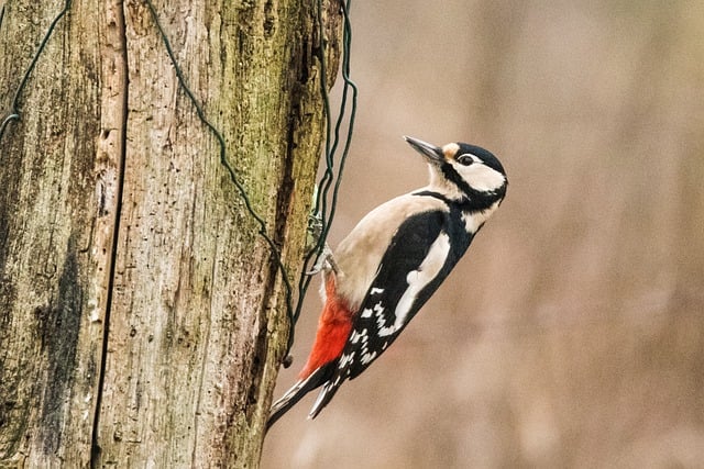 Free download great spotted woodpecker nature free picture to be edited with GIMP free online image editor