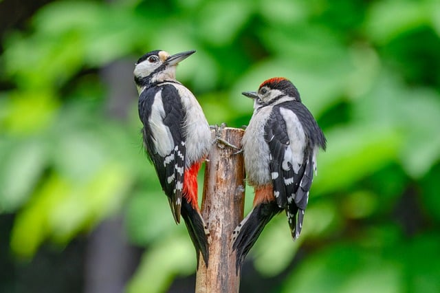 Libreng pag-download ng mahusay na batik-batik na woodpecker na libreng larawan na ie-edit gamit ang GIMP na libreng online na editor ng imahe