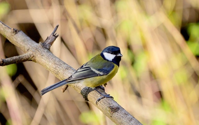 Free download great tit bird branch tit animal free picture to be edited with GIMP free online image editor