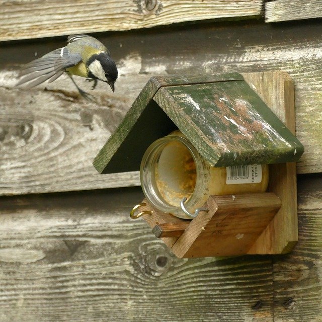 Free picture Great Tit Bird Fauna -  to be edited by GIMP free image editor by OffiDocs