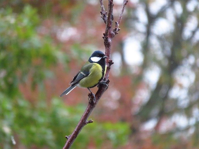 Free download Great Tit Bird Nature -  free free photo or picture to be edited with GIMP online image editor
