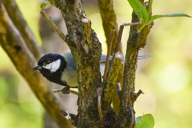 Free download great tit bird nature songbird free picture to be edited with GIMP free online image editor