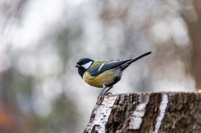 Free download great tit bird ornithology species free picture to be edited with GIMP free online image editor