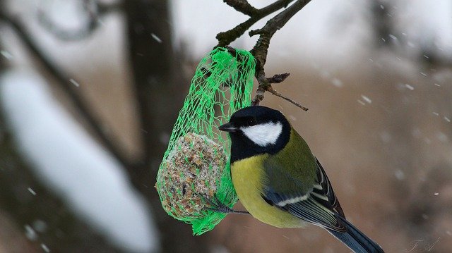 Template Photo Great Tit Birds -  for OffiDocs